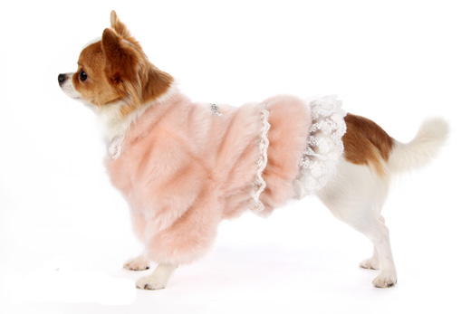 одежда для собак for mу dogs одежда для собак for mу dogs